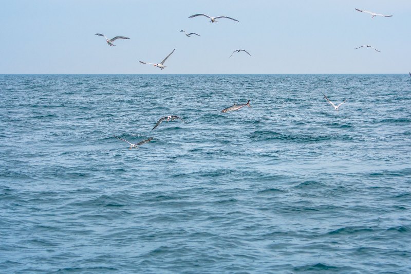 Birds over fish