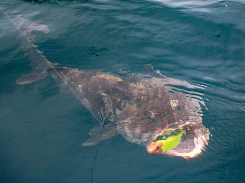 SWS0322-Lingcod-4 Lingcod on the fishing line
