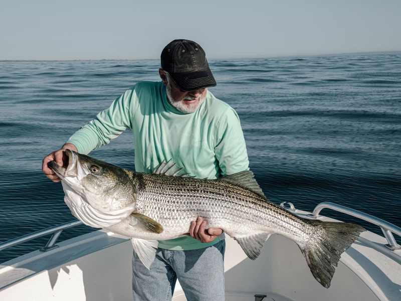SWS0322-Stripers-1 Large striped bass on a boat