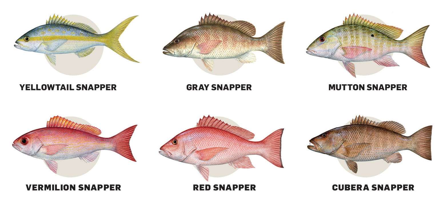 Fishing for the 5 Most Popular Snappers