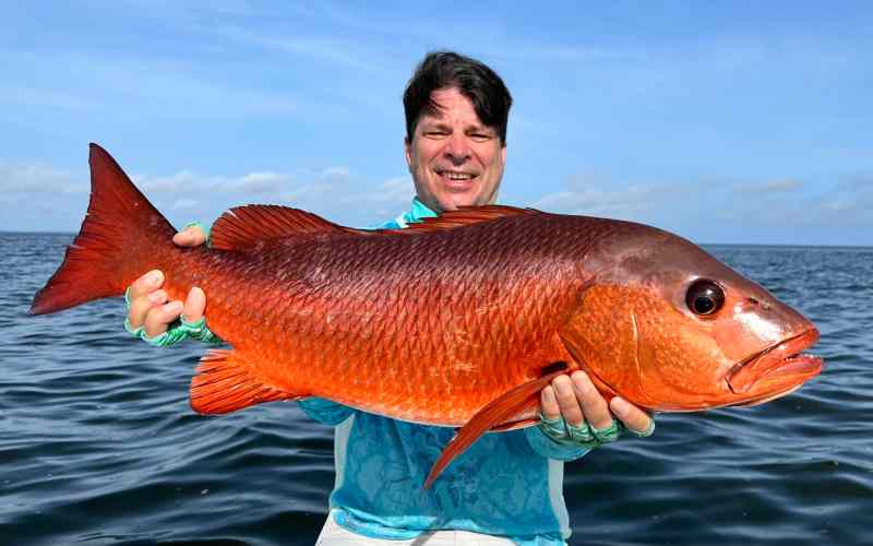 Record Gorean Snapper Record Gorean Snapper