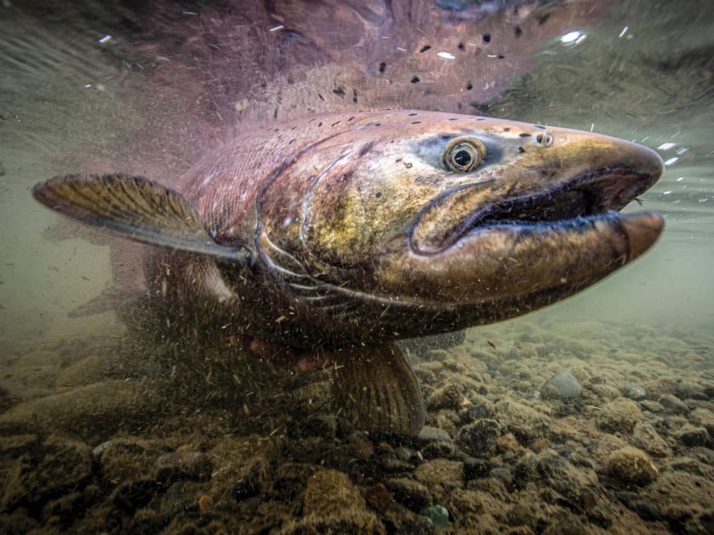King salmon underwater