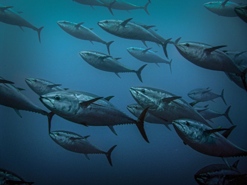 SWS0622-Night-Tuna-shutterstock_102948245_edit Bluefin tuna underwater