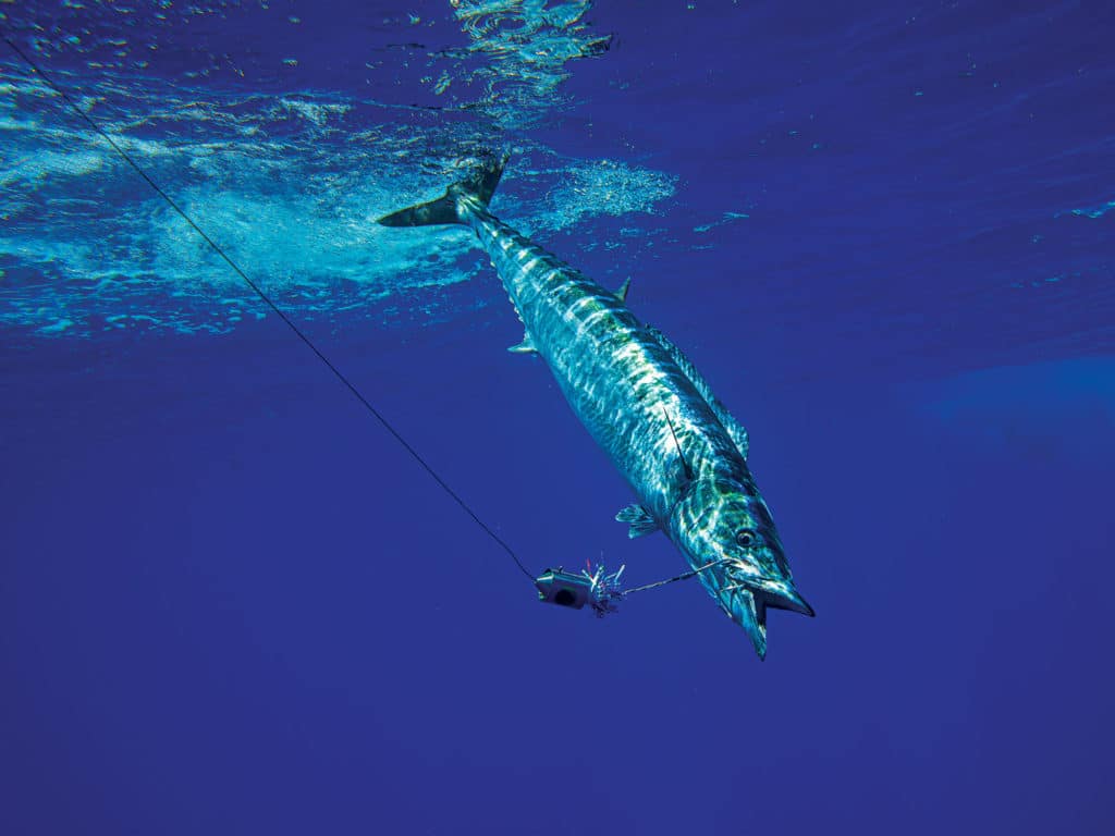Wahoo caught trolling