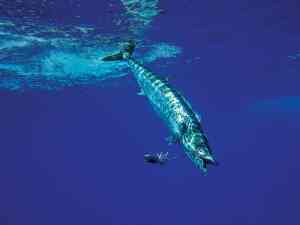 SWS0622-Summer-Wahoo-2 Wahoo caught trolling