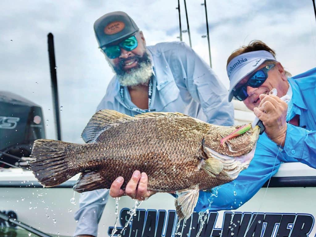 Tripletail caught on light leader