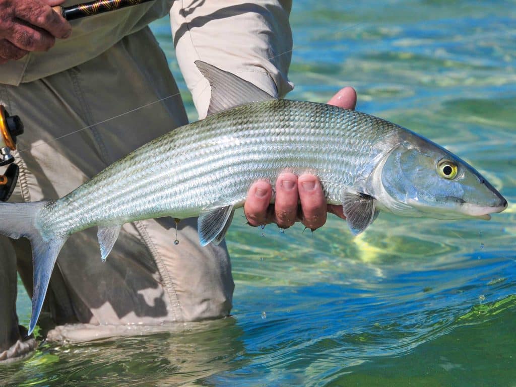 bonefish catch