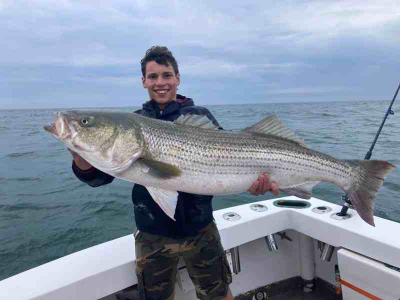 Giant Montauk Striper giant Montauk striper