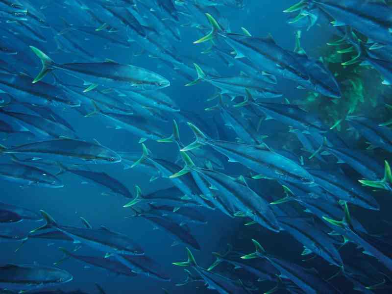 SWS0722-CA-Yellowtail-1 Large school of yellowtail swimming