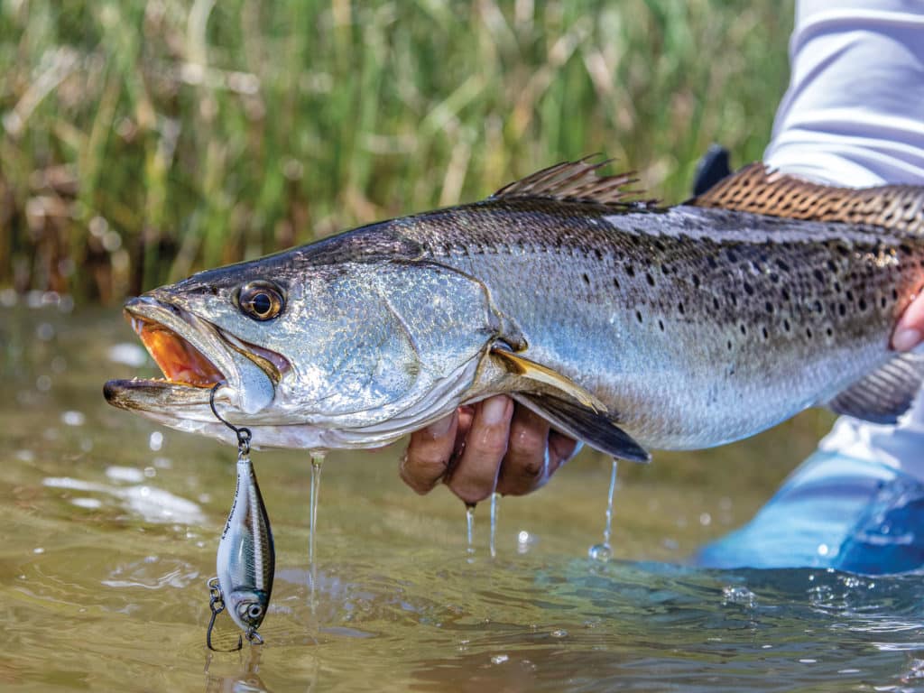 Trout caught using a lipless crankbait