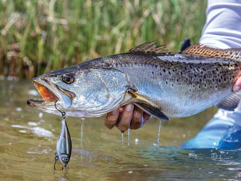 Trout caught using a lipless crankbait