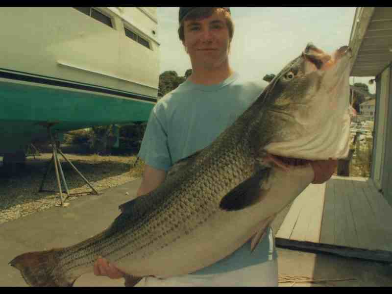 world record 60-pound striped bass