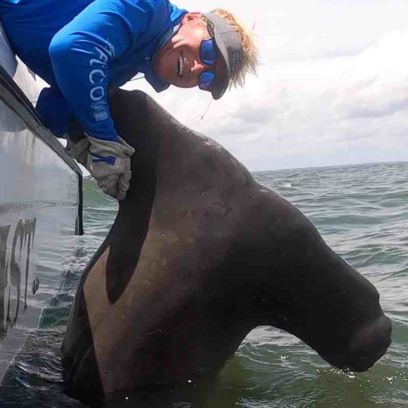 Would Be Record Hammerhead Would Be Record Hammerhead