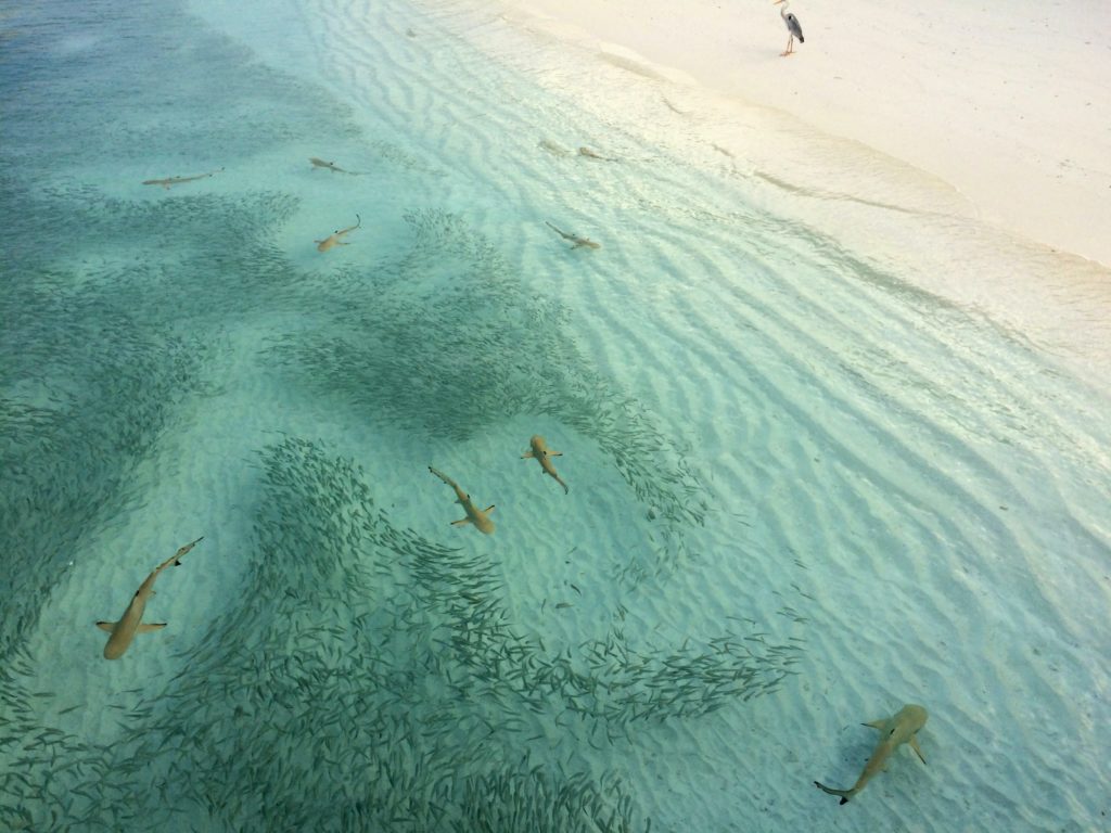 blacktip sharks near beach