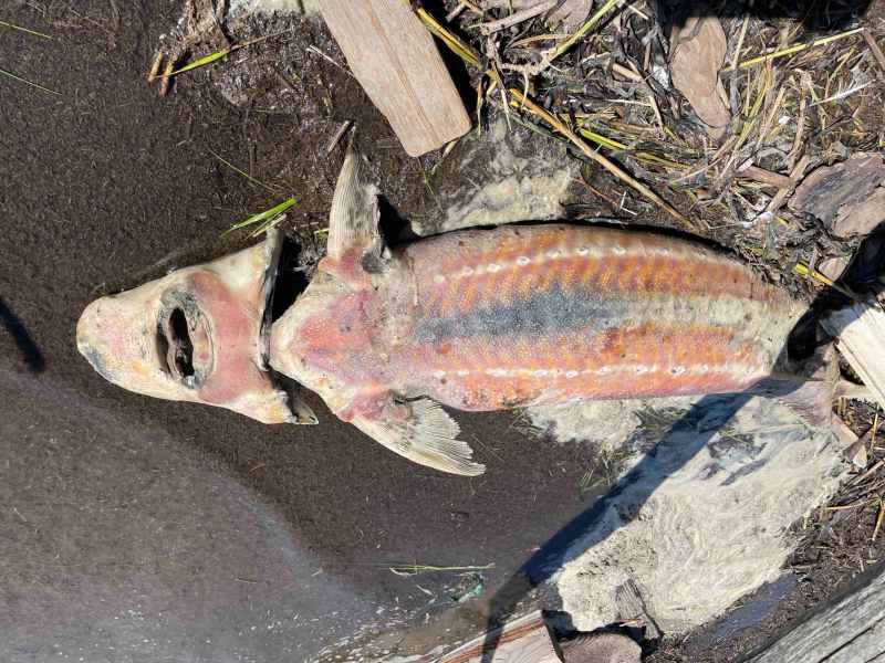 Dead Sturgeon San Francisco Fish Kill