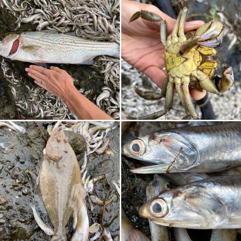 SF Bay Fish Kill Collage Damon Tighe San Francisco Bay Fish Kill