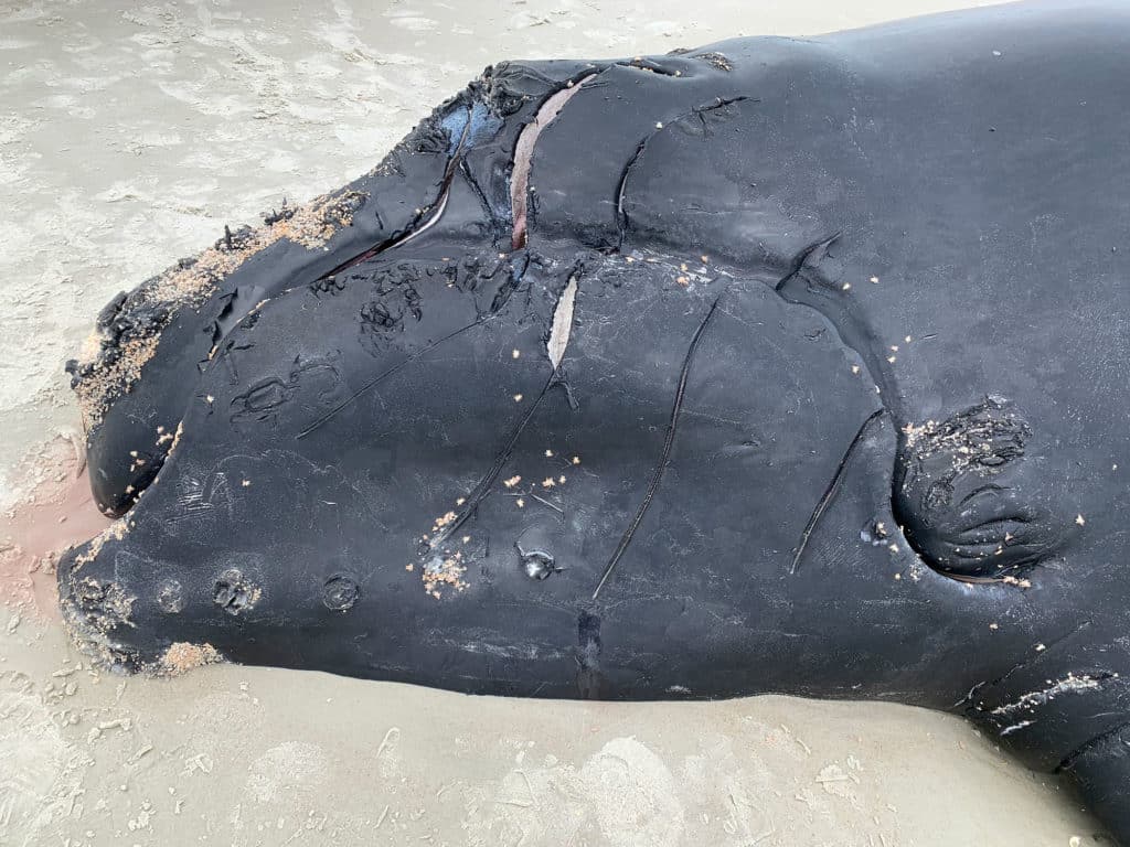 dead northern right whale calf on beach