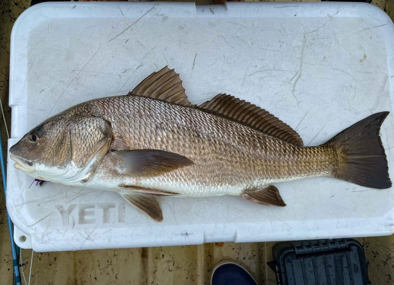 redfish black drum hybrid on cooler