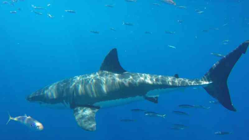 Courtesy California Department of Fish and Wildllife_WhiteShark4_HellmersE_20170920_resized great white shark