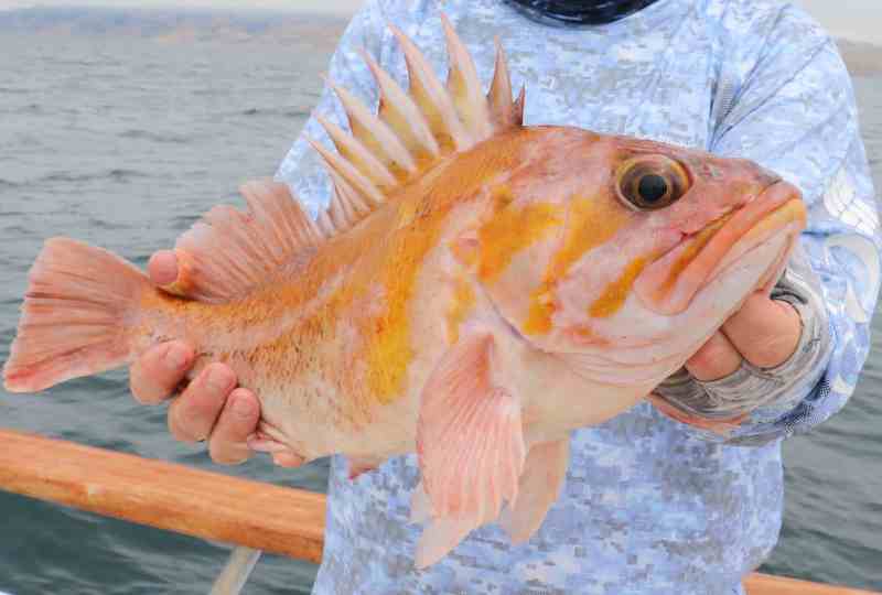 copper rockfish