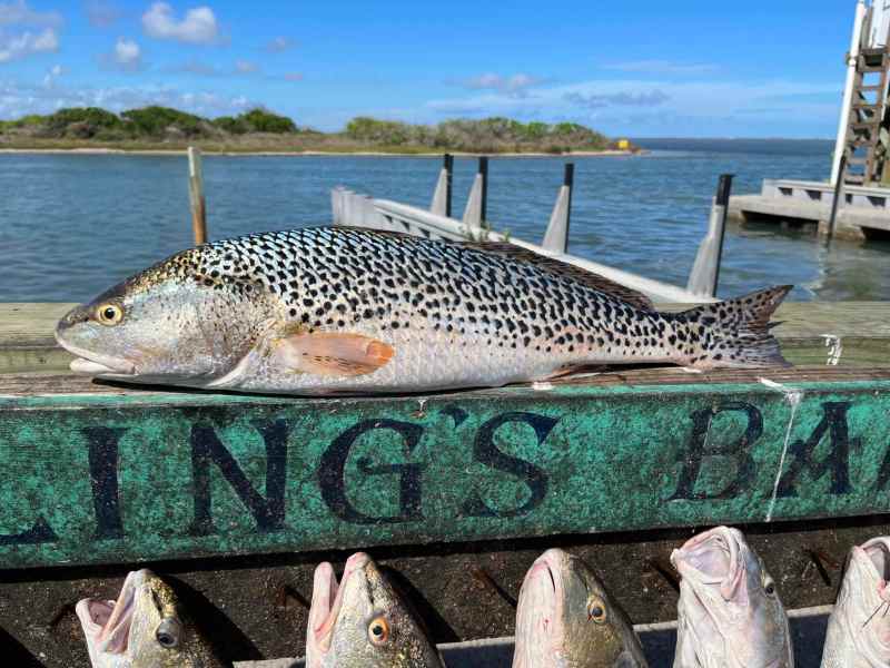 leopard redfish