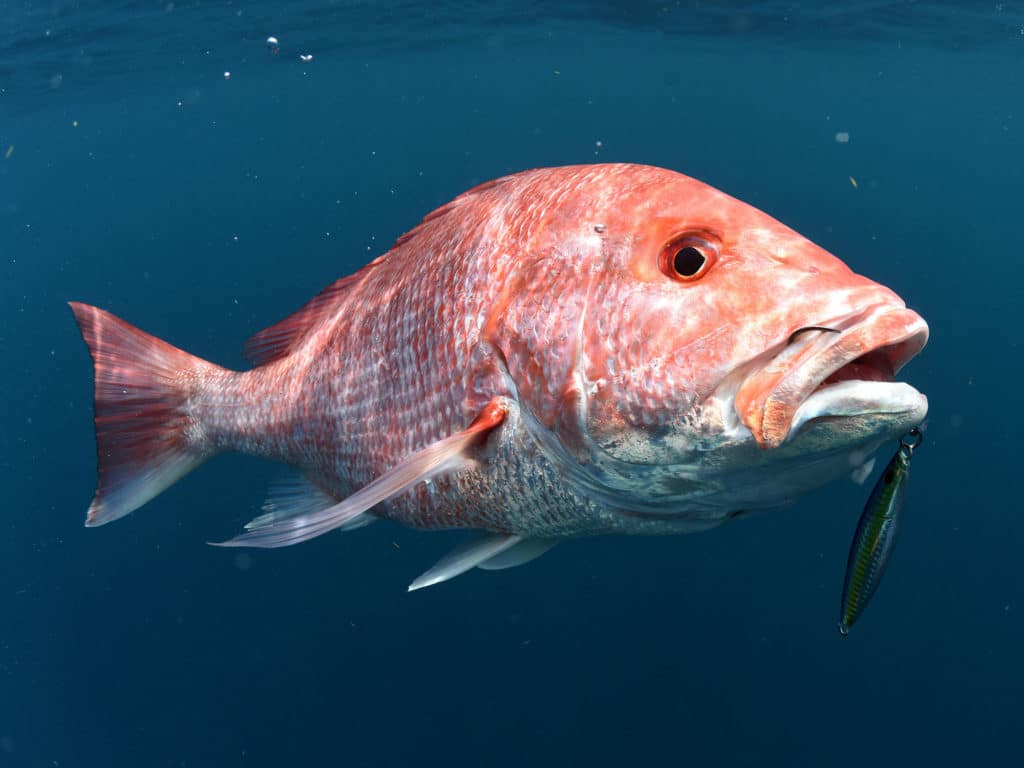 Atlantic Red Snapper