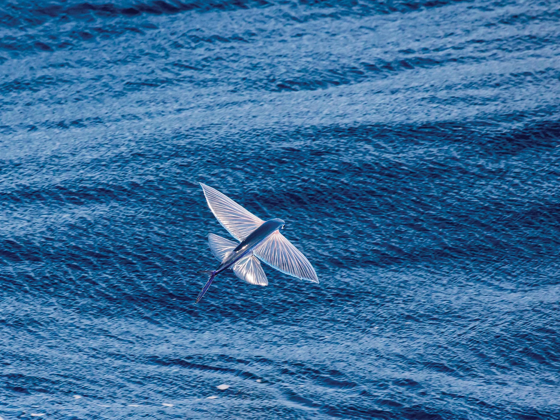Flying Fish Preditors How to Improve Your Trolling and Catch More Fish