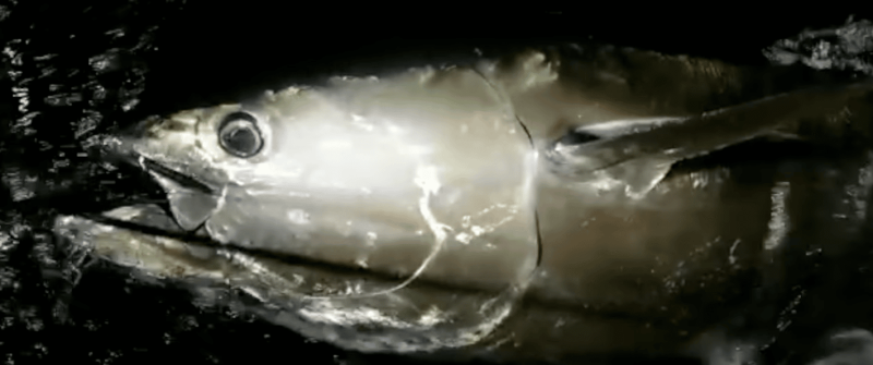 900 pound bluefin tuna boatside