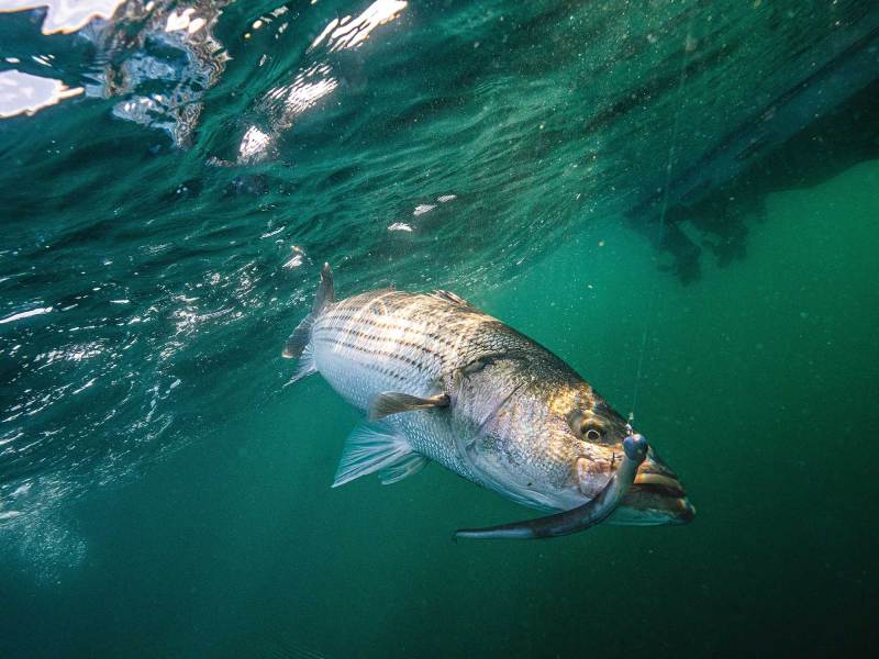 SWS1222-Fake-Eels-1 Striper caught using eel