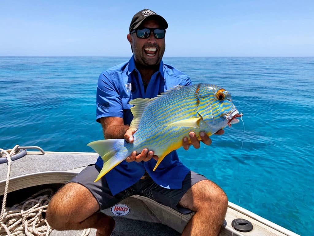 Sailfin Snapper