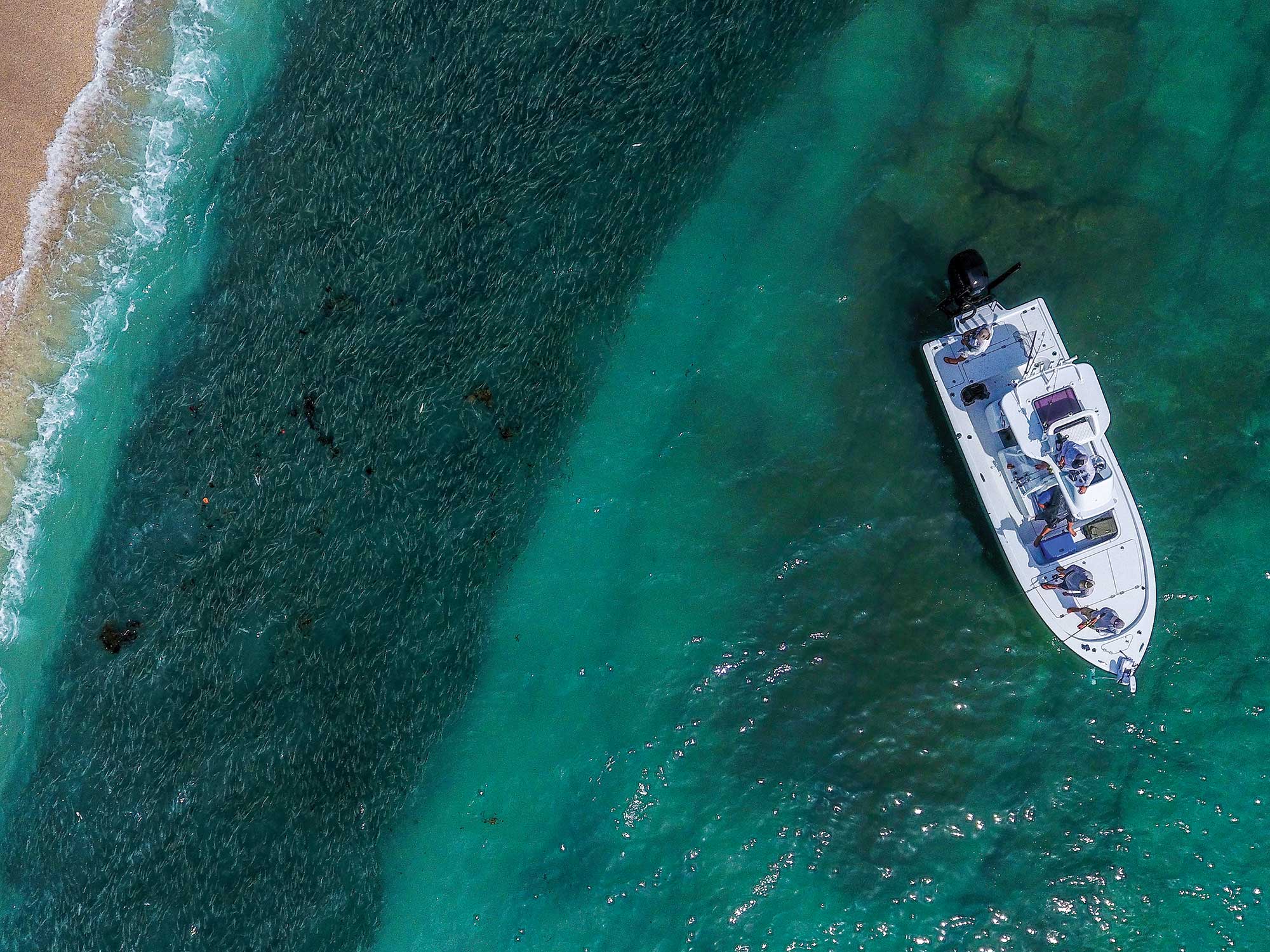 Tips for Targeting the Mullet Run Salt Water Sportsman