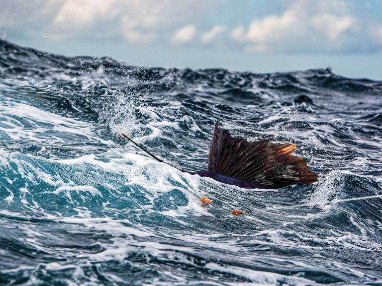 SWS1222-Sailfish-1 Sailfishing offshore