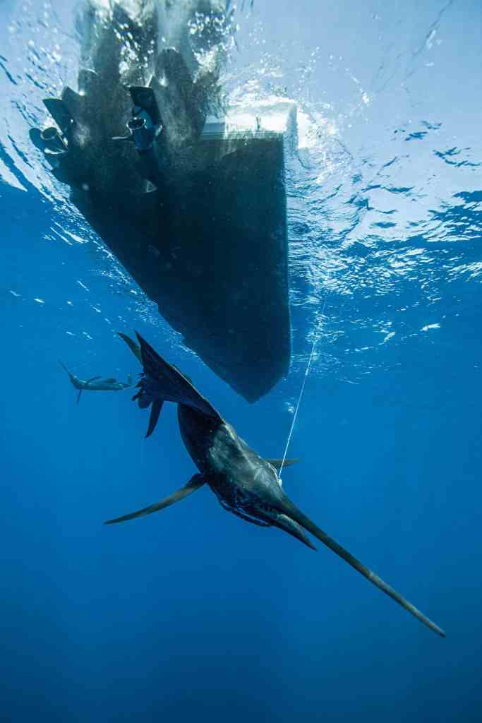 Sailfish under the boat