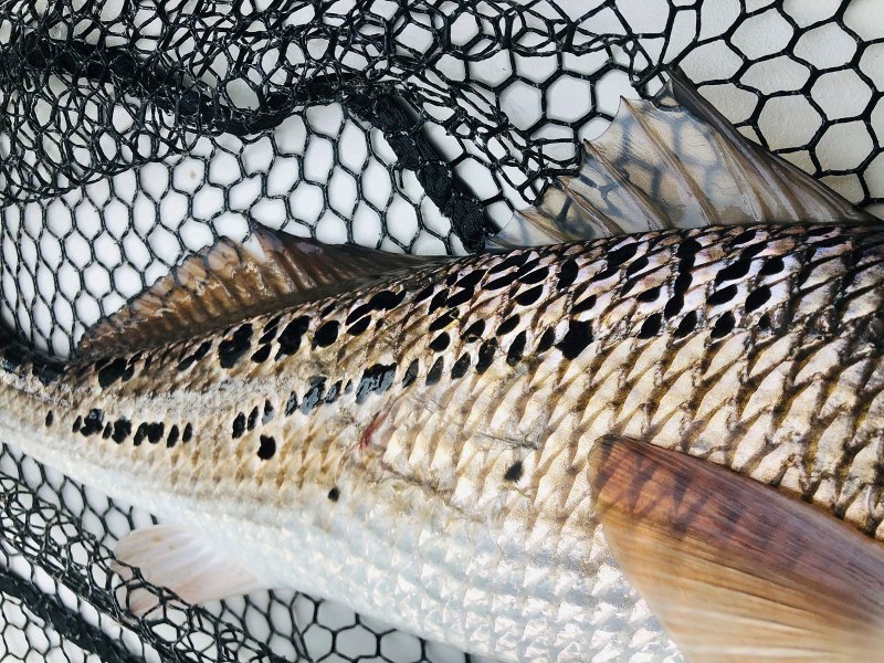 multi-spot-redfish multiple spot redfish