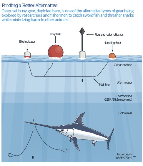 deep-set buoy fishing gear