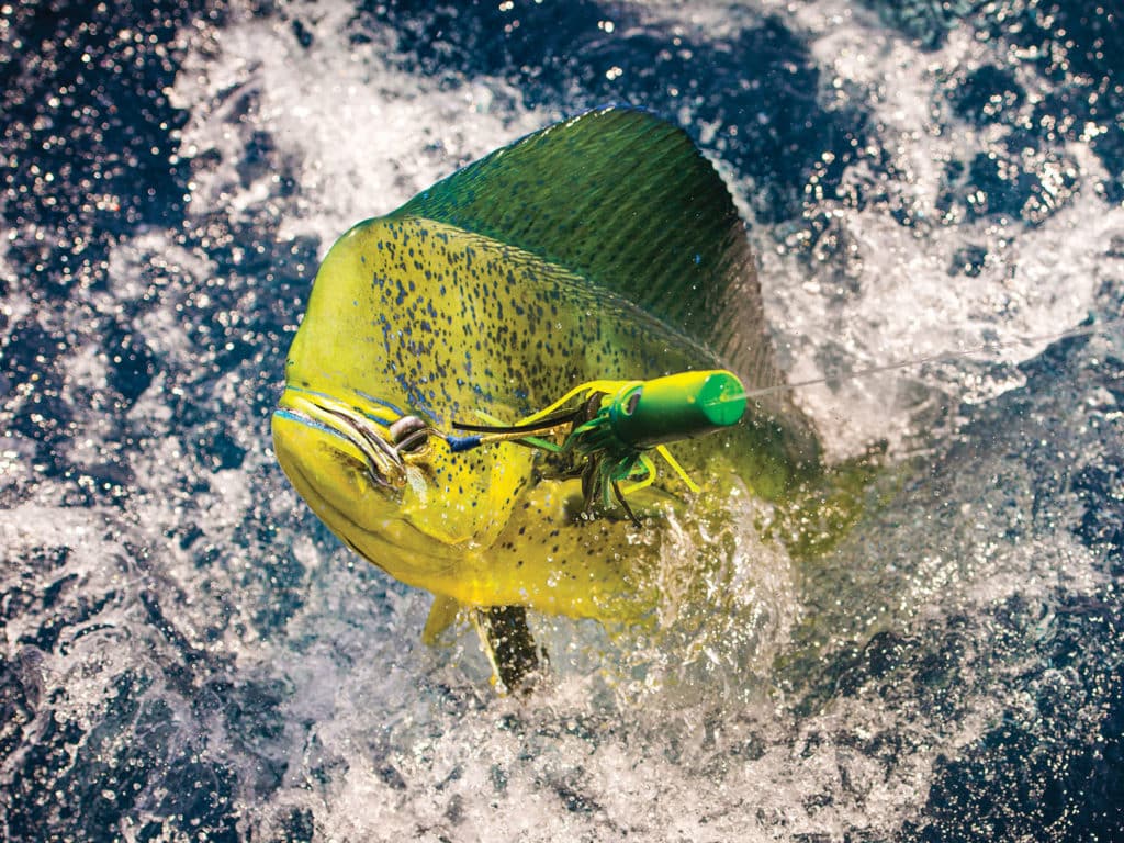 Mahi caught on a brightly-colored lure