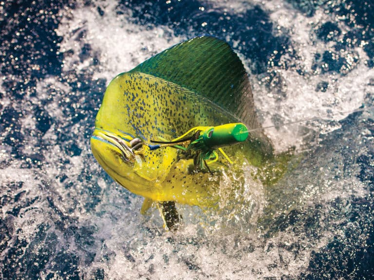 Mahi caught on a brightly-colored lure
