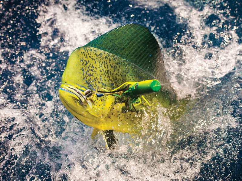 SWS123-Lure-Colors-JESSICAHAYDAL-1 Mahi caught on a brightly-colored lure