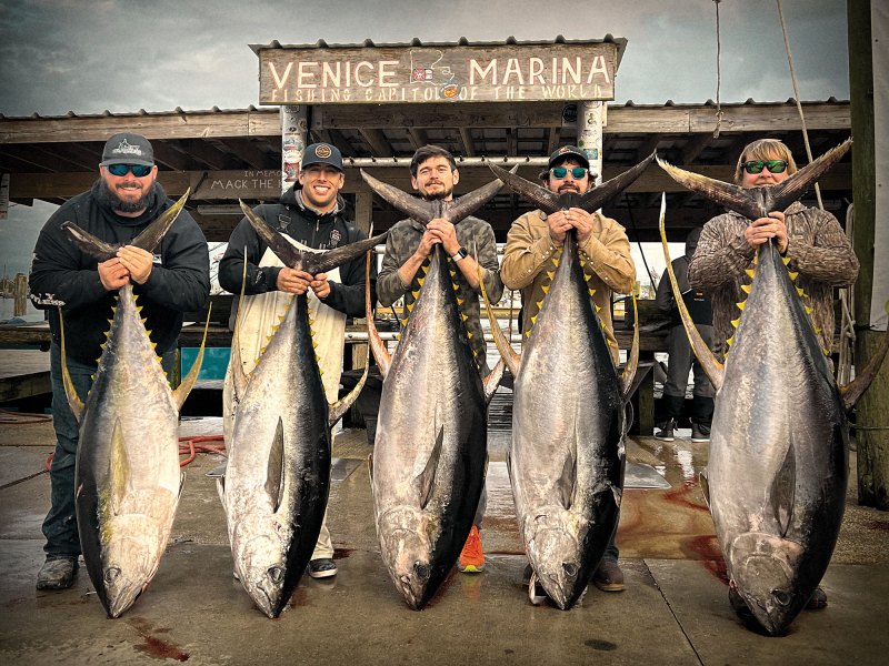 Yellowfin tuna caught off Venice