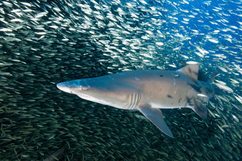 Sand_tiger_shark-Greg-McFall_NOAA sand tiger shark