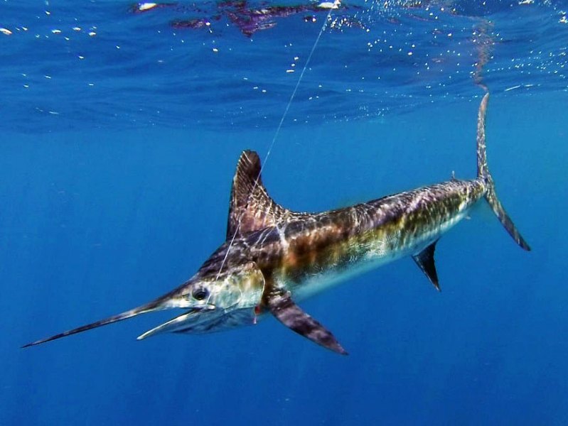 Striped-marlin-cabo striped marlin