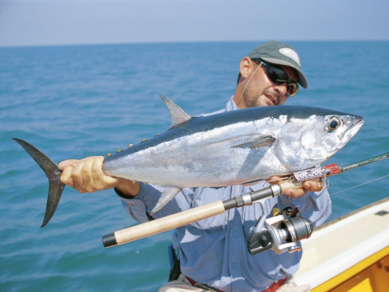 longtail-tuna-holdup longtail tuna