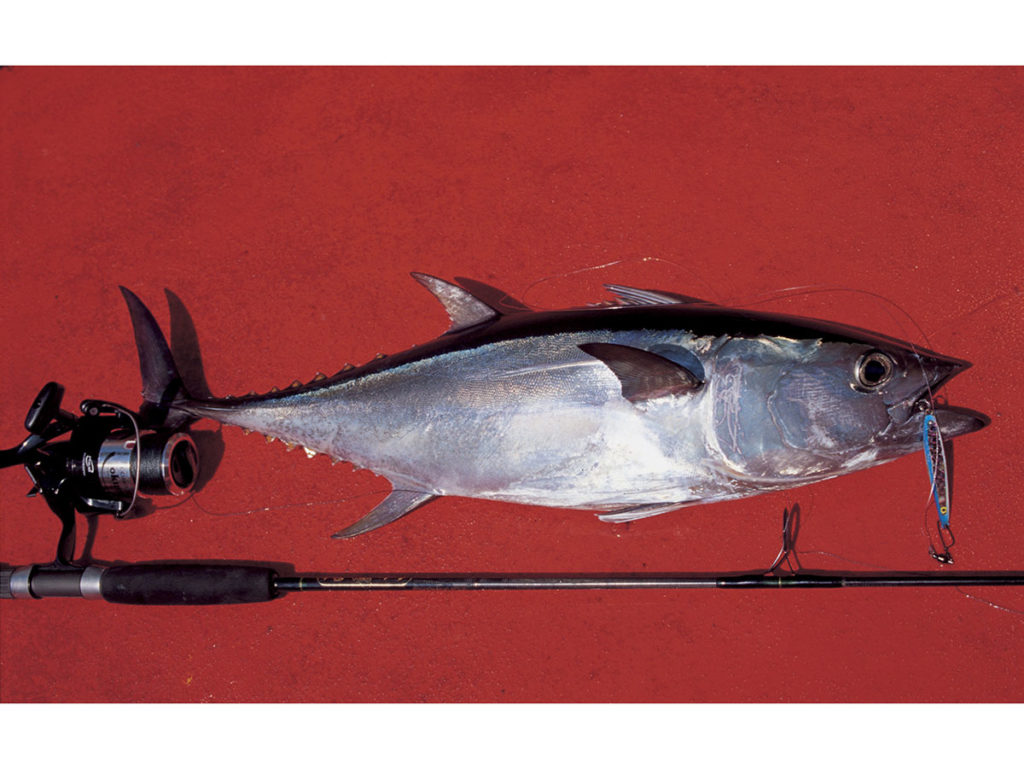 longtail tuna