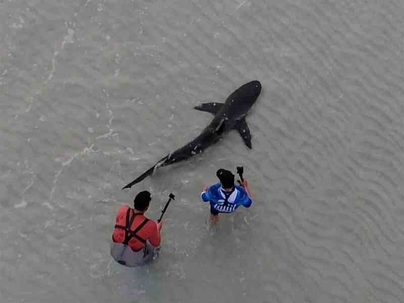 shark_release beach shark release