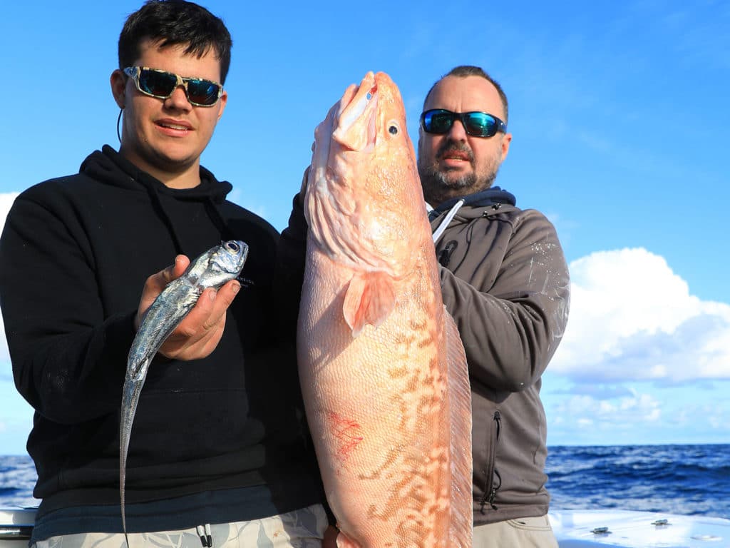 Australia pink ling
