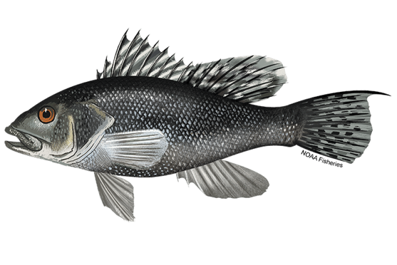 Black-Sea-Bass-NOAAFisheries Black sea bass