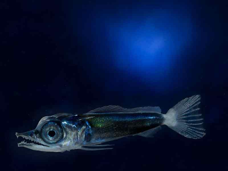 Fingerling Blue Marlin