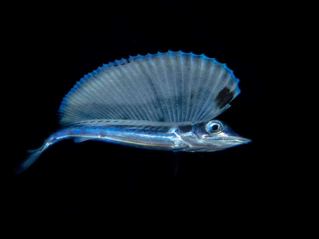 Baby Blue Marlin Under Water