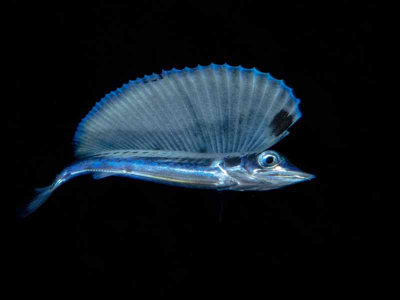 MichaelPatrickONeill_BlueMarlin Baby Blue Marlin Under Water