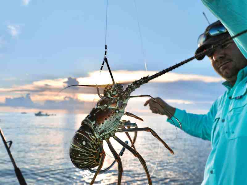 SWS223-TT-Lobster Legal-sized lobster as live bait for large snapper